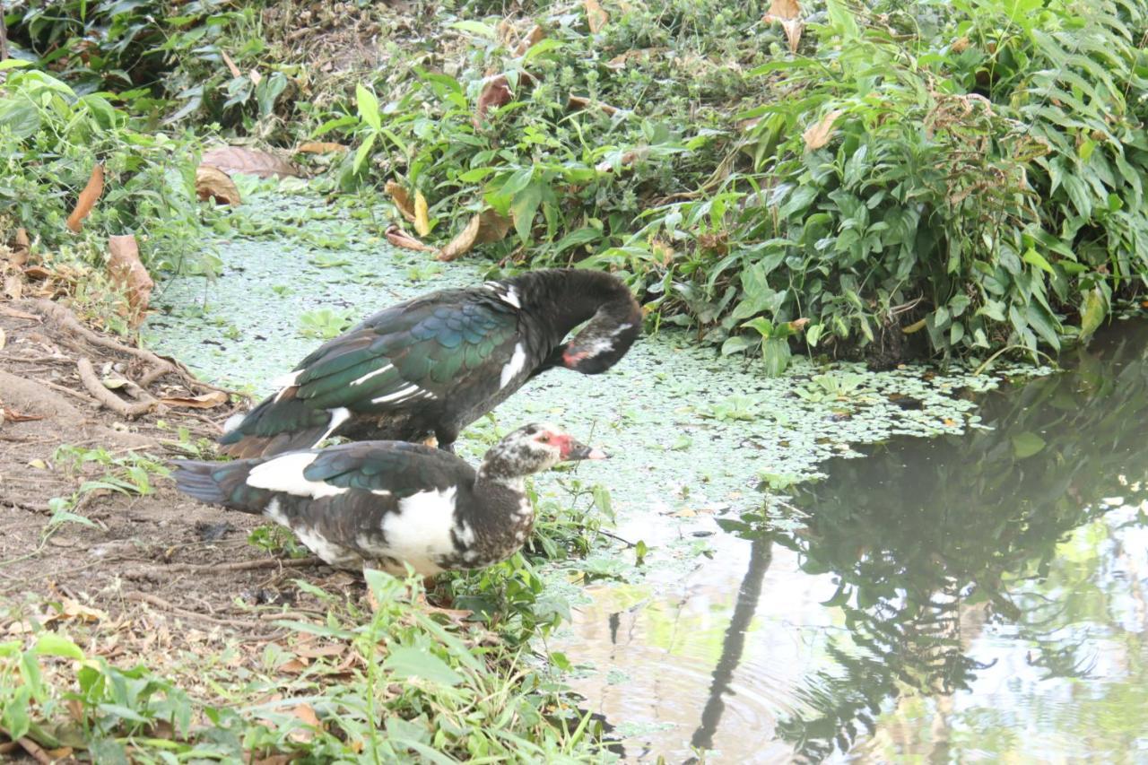 Hotel La Sirenita - Ometepe Altagracia Zewnętrze zdjęcie