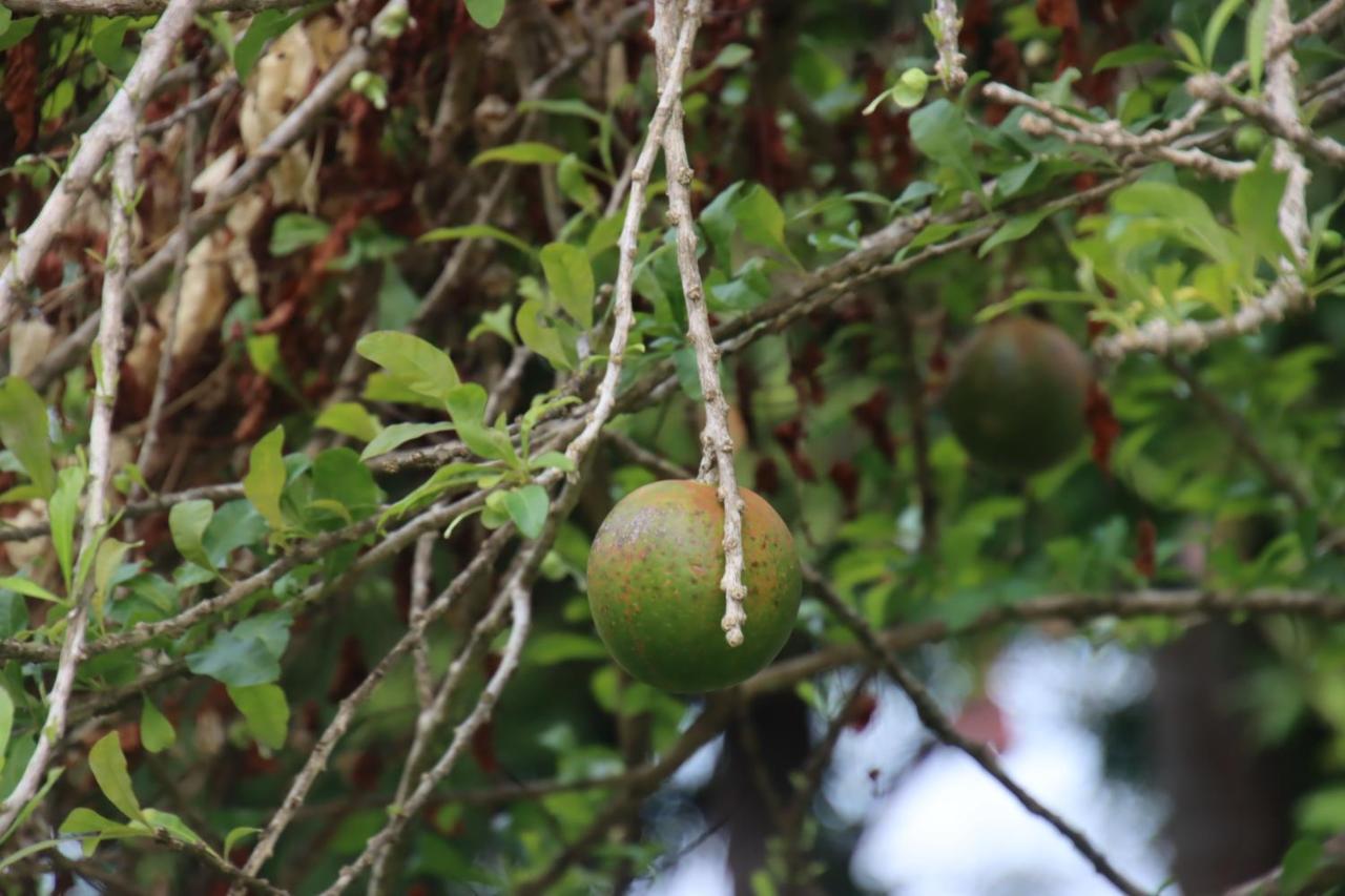 Hotel La Sirenita - Ometepe Altagracia Zewnętrze zdjęcie