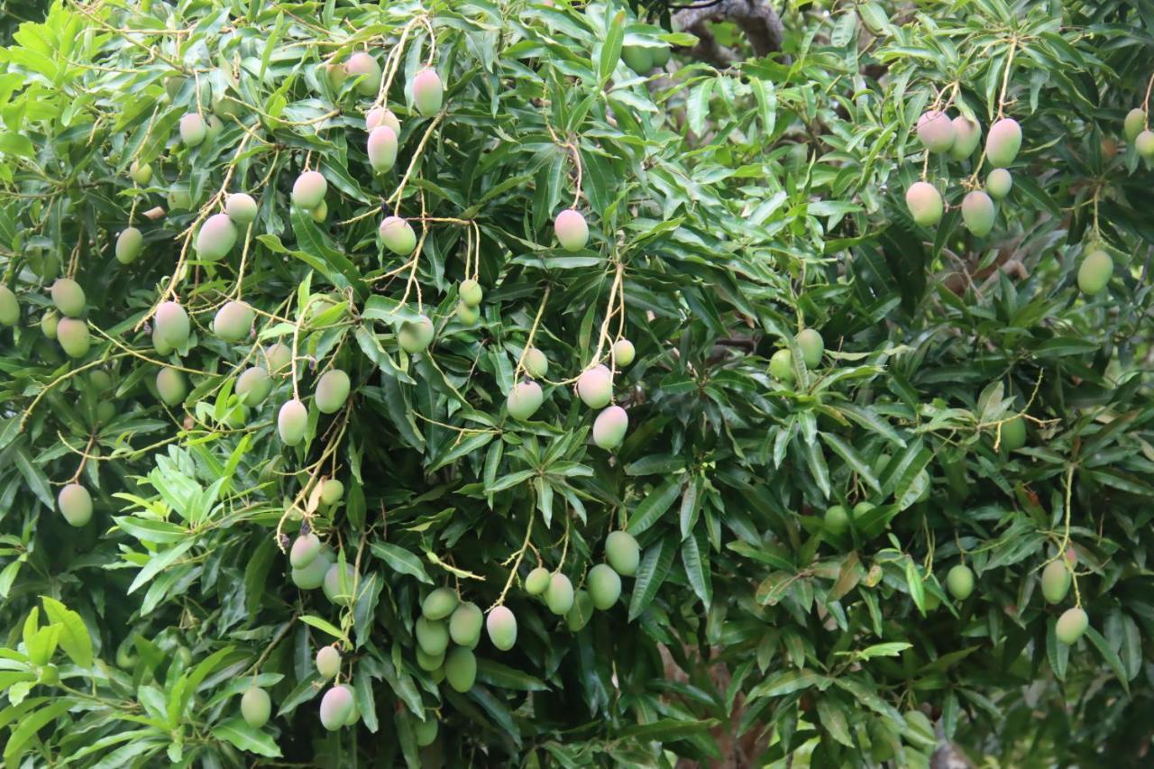 Hotel La Sirenita - Ometepe Altagracia Zewnętrze zdjęcie