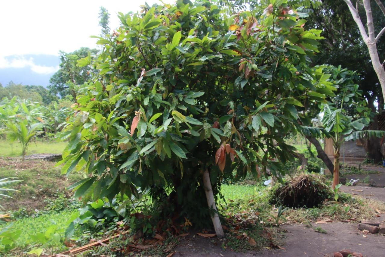 Hotel La Sirenita - Ometepe Altagracia Zewnętrze zdjęcie